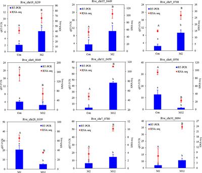 RNA-seq analysis reveals the effect of the metamorphic cue (juvenile oysters) on the Rapana venosa larvae